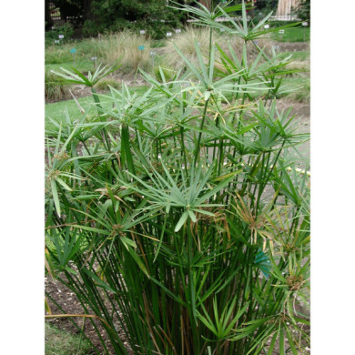 Cyperus involucratus