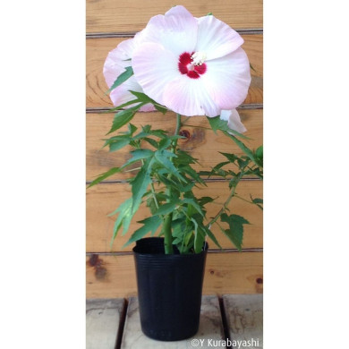 Hibiscus Fujin® Akata204