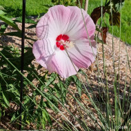 Hibiscus Fujin® Akata204