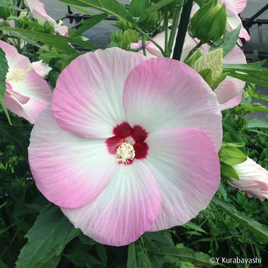 Hibiscus Fujin® Akata204