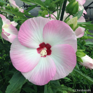 Hibiscus Fujin® Akata204