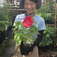 Hibiscus Raijin® Akata88