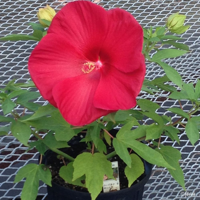 Hibiscus Raijin® Akata88