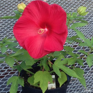 Hibiscus Raijin® Akata88