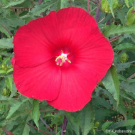 Hibiscus Raijin® Akata88