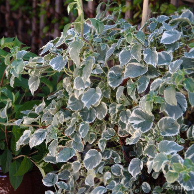 Hydrangea anomala Silver Lining®