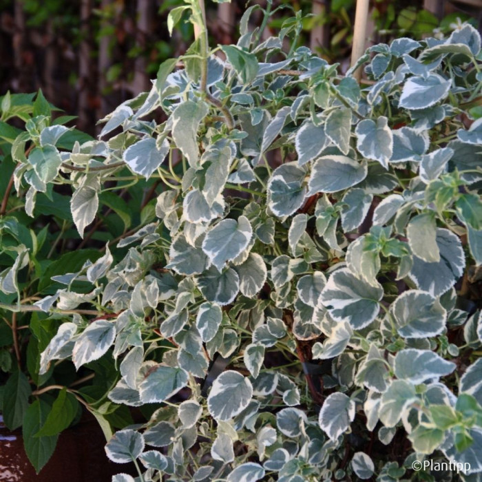 Hydrangea anomala Silver Lining®