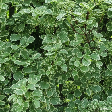 Hydrangea anomala Silver Lining®