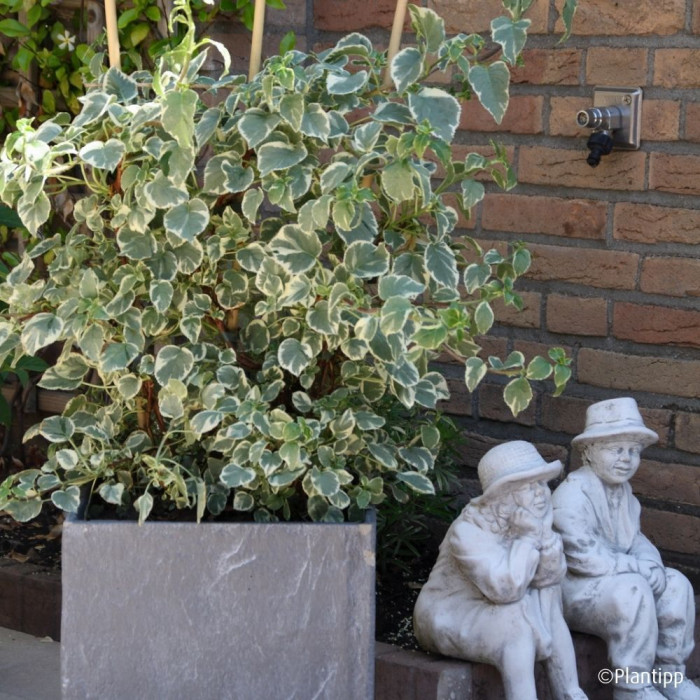 Hydrangea anomala Silver Lining®