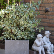 Hydrangea anomala Silver Lining®