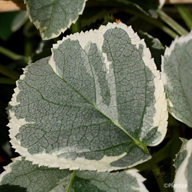 Hydrangea anomala Silver Lining®