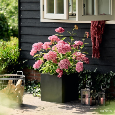 Hydrangea arborescens 'Bokodapi' MAGICAL® DARK PINK (MAGICAL® series )