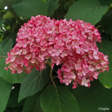 Hydrangea arborescens 'Bokodapi' MAGICAL® DARK PINK (MAGICAL® series )