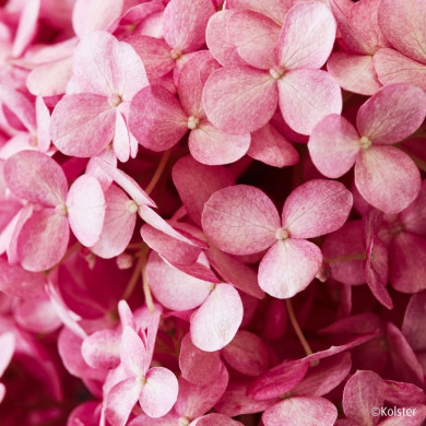 Hydrangea arborescens 'Bokodapi' MAGICAL® DARK PINK (MAGICAL® series )