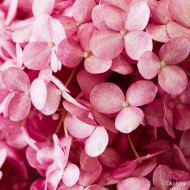 Hydrangea arborescens 'Bokodapi' MAGICAL® DARK PINK (MAGICAL® series )