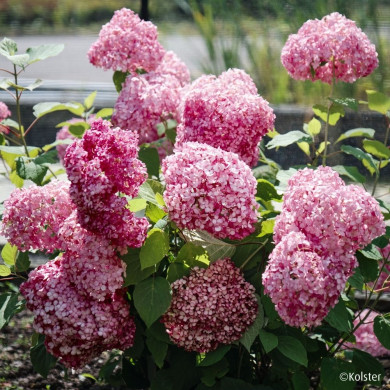 Hydrangea arborescens 'Bokodapi' MAGICAL® DARK PINK (MAGICAL® series )