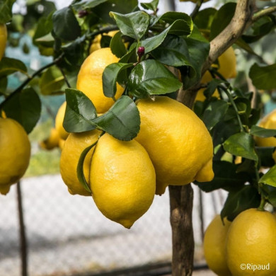 Citronnier 'Meyer' (greffé sur Poncirus)