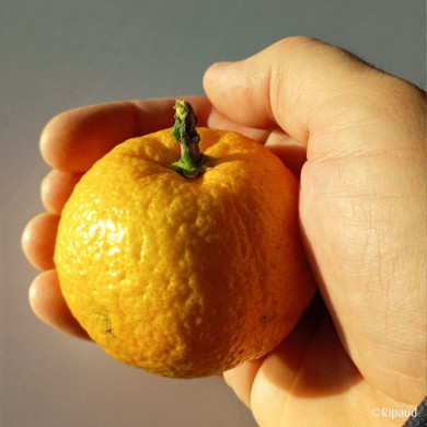 Citronnier Yuzu 'Yuko' (greffé sur FA5)