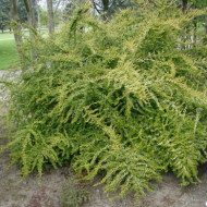 Lonicera nitida 'Baggesen's Gold'