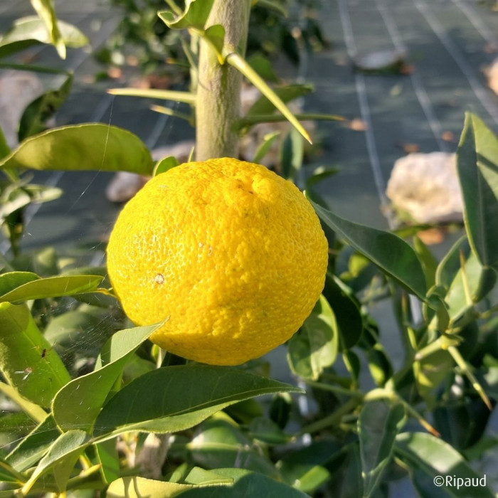 Citronnier Yuzu (greffé sur C35)