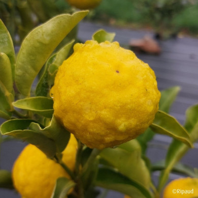 Citronnier Yuzu Sudachi (greffé sur Poncirus)