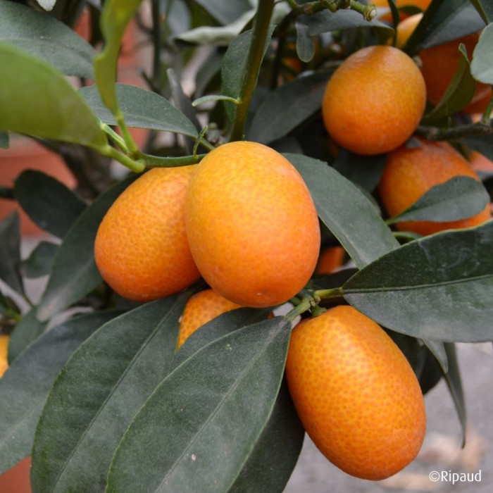 Kumquat (greffé sur FA5)
