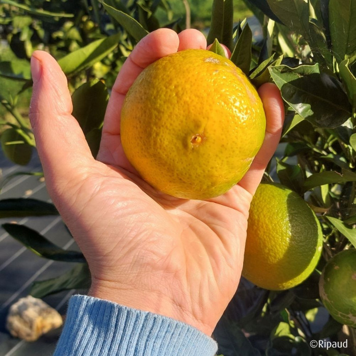 Mandarinier Satsuma 'Myagawa' (greffé sur Poncirus)