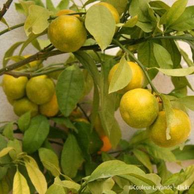 Mandarinier Satsuma 'Okitsu' (greffé sur C4475)