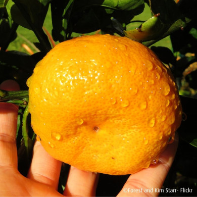 Mandarinier Satsuma 'Owari' (greffé sur C4475)