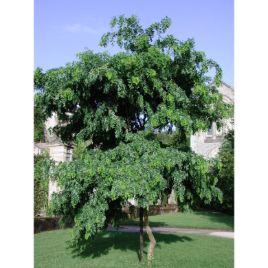 Robinia pseudoacacia Twisty Baby® Lace Lady