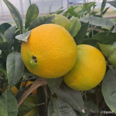 Oranger 'Cara Cara' (greffé sur Poncirus)