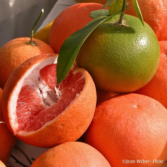 Pomelo 'Star Ruby' (greffé sur Poncirus)
