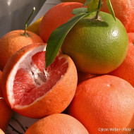 Pomelo 'Star Ruby' (greffé sur Poncirus)