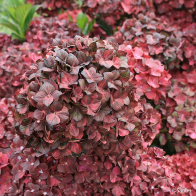 Hydrangea macrophylla Chocolate Ever Belles ® 'Hokomachoc