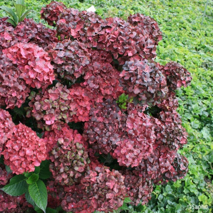 Hydrangea macrophylla Chocolate Ever Belles ® 'Hokomachoc
