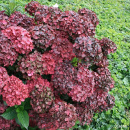 Hydrangea macrophylla Chocolate Ever Belles ® 'Hokomachoc