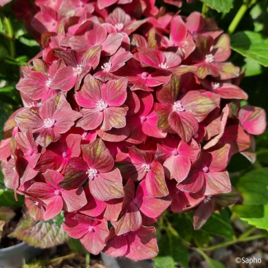 Hydrangea macrophylla Chocolate Ever Belles ® 'Hokomachoc