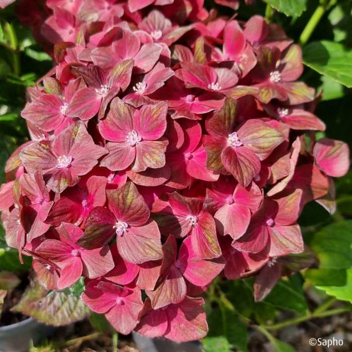 Hydrangea macrophylla Chocolate Ever Belles ® 'Hokomachoc