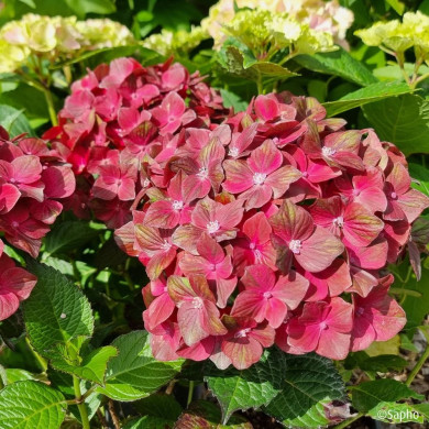 Hydrangea macrophylla Chocolate Ever Belles ® 'Hokomachoc