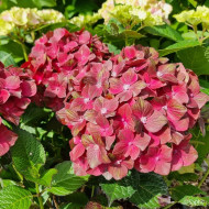 Hydrangea macrophylla Chocolate Ever Belles ® 'Hokomachoc