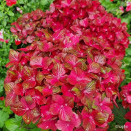 Hydrangea macrophylla Chocolate Ever Belles ® 'Hokomachoc