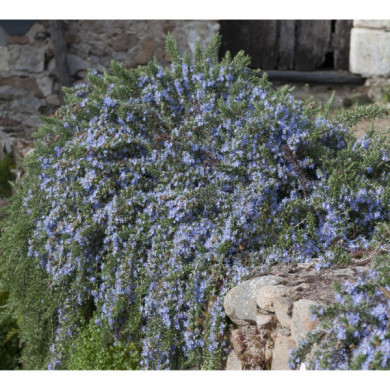 Rosmarinus officinalis 'Pointe du Raz'