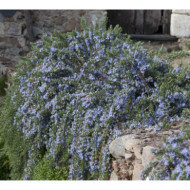 Rosmarinus officinalis 'Pointe du Raz'