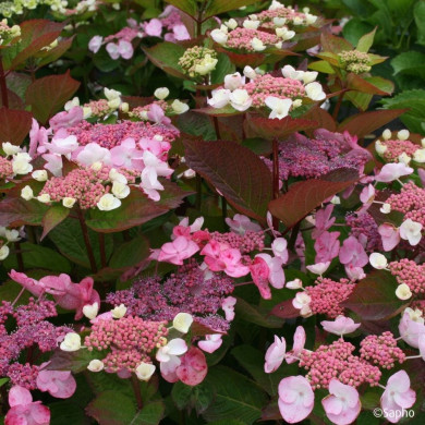 Hydrangea macrophylla Dolce Gipsy® Dolgip