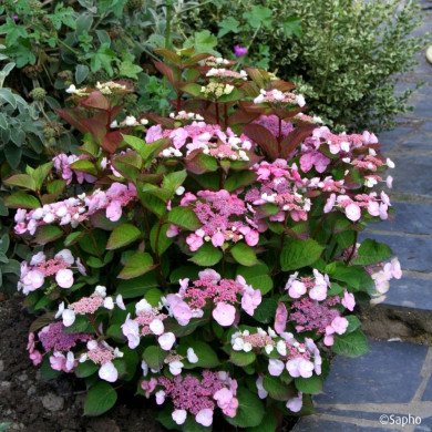 Hydrangea macrophylla Dolce Gipsy® Dolgip