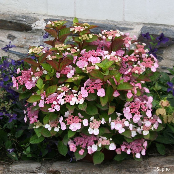 Hydrangea macrophylla Dolce Gipsy® Dolgip