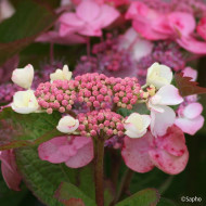 Hydrangea macrophylla Dolce Gipsy® Dolgip