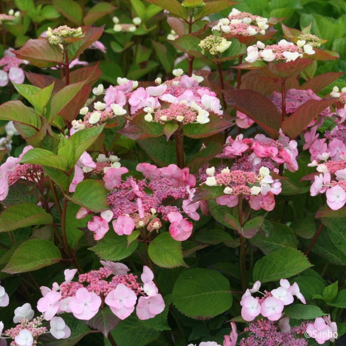 Hydrangea macrophylla Dolce Gipsy® Dolgip