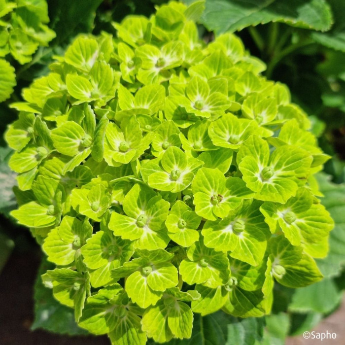 Hydrangea macrophylla Green Ever Belles ® 'Hortmagrec