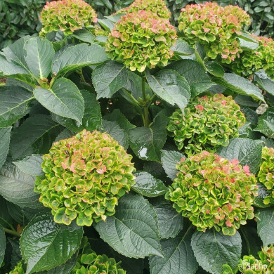Hydrangea macrophylla Green Ever Belles ® 'Hortmagrec